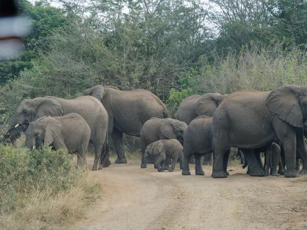 Afrikaanse olifant (Loxodonta africana)